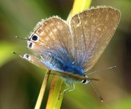 long-tailed blue