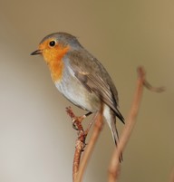 robin