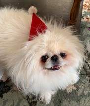 Dog fouling consultation