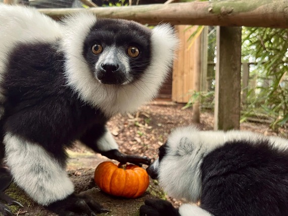 Halloween at Dudley Zoo 