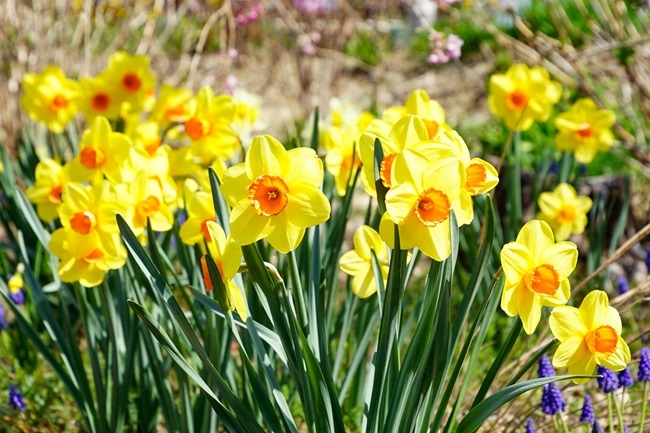 Daffodils