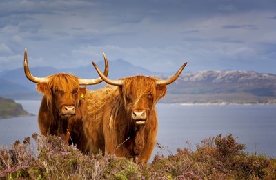 Two highland cows in the Scottish highlands