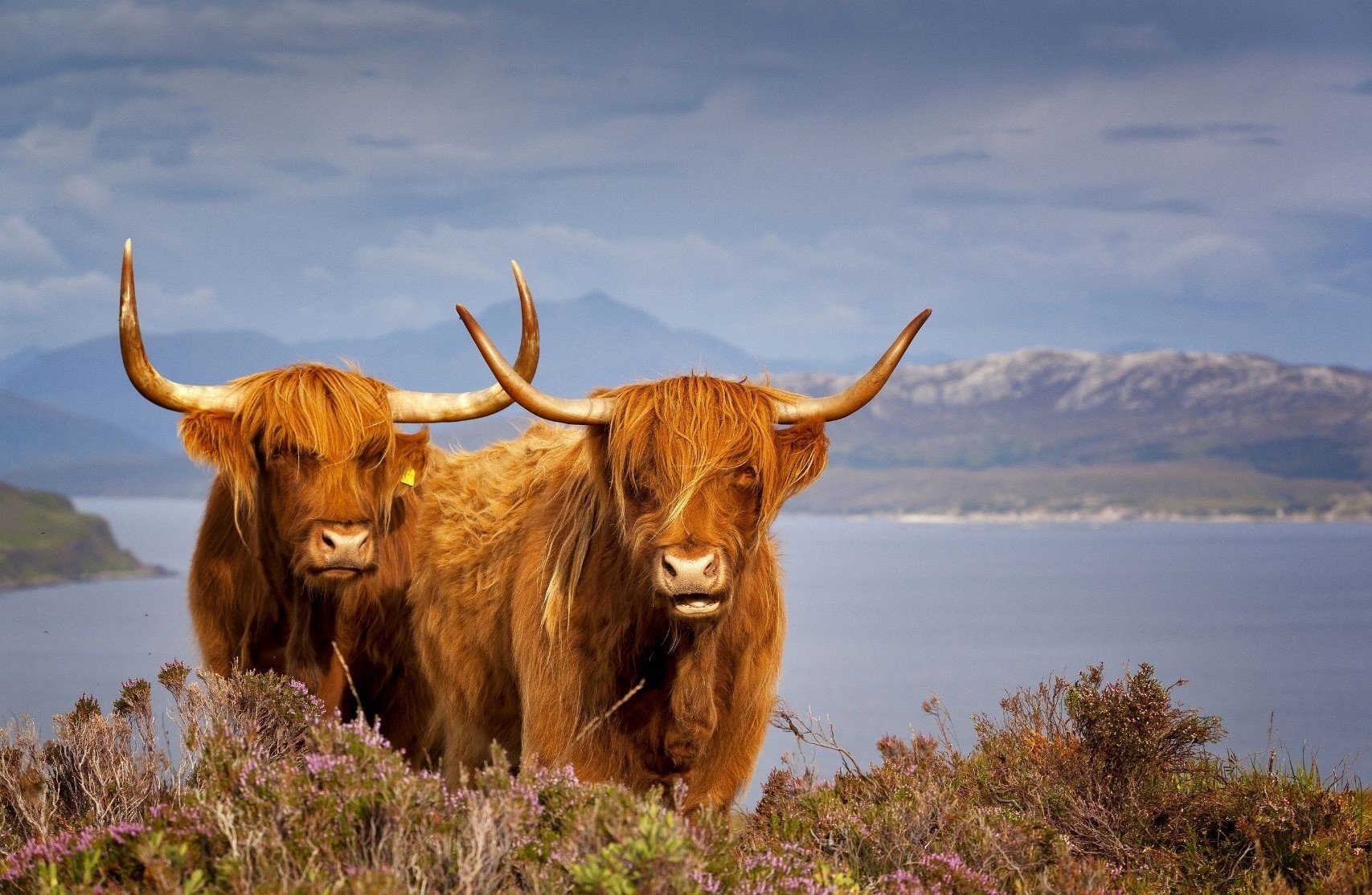 Two highland cows in the Scottish highlands