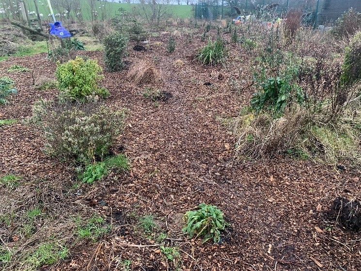 Hedge whips planted by Netherthird Community Action Training