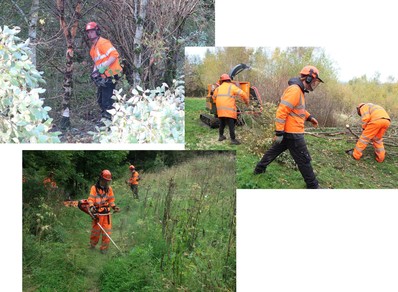 East Ayrshire Woodlands Landscape Apprentices birch thinning, chipping and strimming green path
