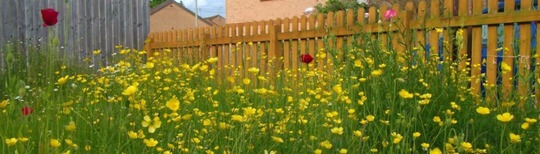 No mow may picture of garden full of buttercups and poppies - LOST newsletter