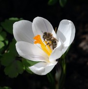 Photo of a bee on a flower
