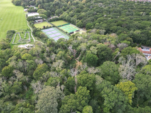 Hampden Park Ash Dieback