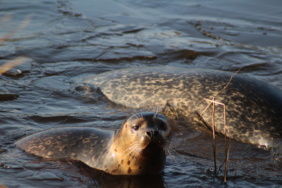 The harbor seal (Phoca vitulina)