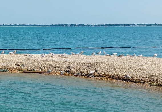 bird island seagulls
