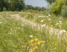 wild flowers path