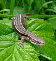 Common Lizard