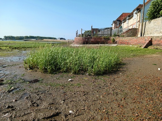Saltmarsh