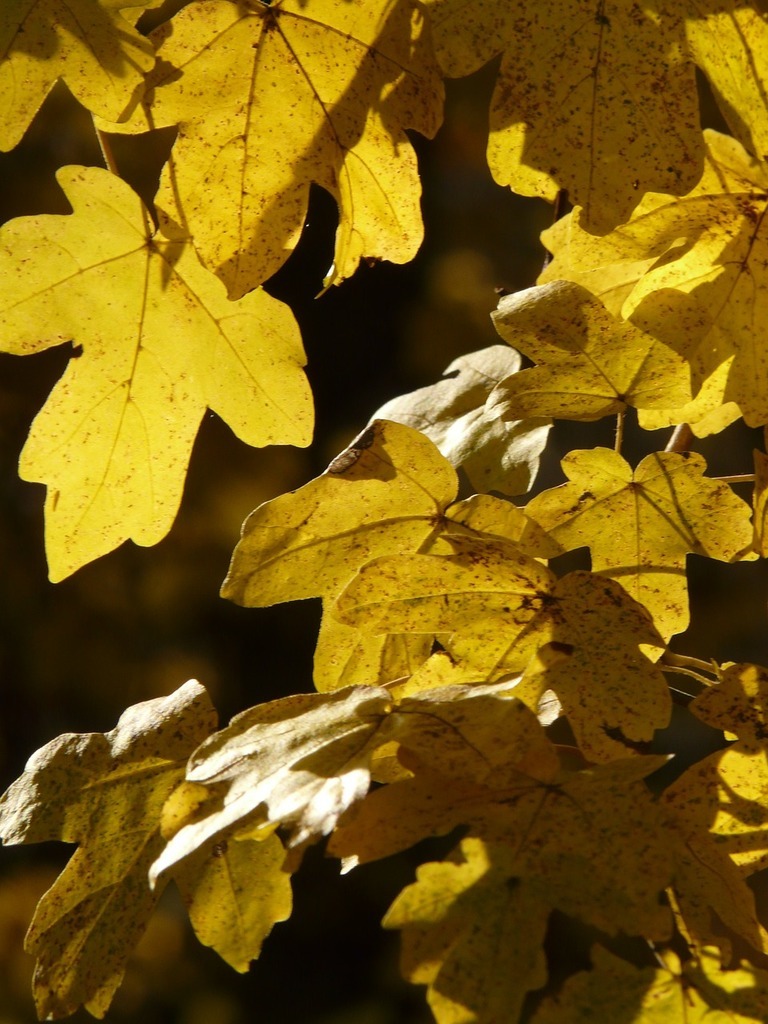Field Maple Tree