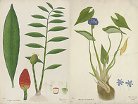 Indian botanical drawings