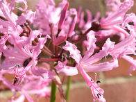 The Bowden lily (Nerine bowdenii)