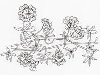 Drawing of tropaeolum plant with flowers