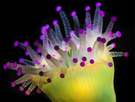 Sea Life - an anenome