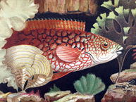 Painting of a fish