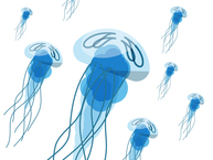 Drawing of jellyfish