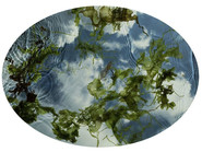 Sea Garden - Tide Pool by Susan Derges