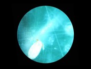 Rachael Allain: Epipelagic Drifters