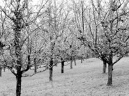 Simon Pope Wassailing