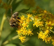 Bee