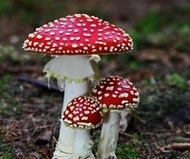 Red and white spotted mushroom