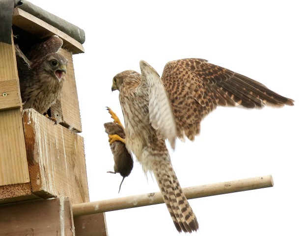 Kestrel nest box