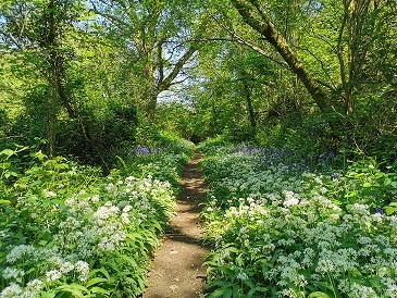 path through Holyford Wood