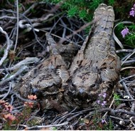 Two Nightjar resting on a heathland floor with their brown plumage perfectly camouflaged to the ground