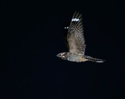 A Nightjar flying at night with its big eyes reflecting in the camera flash