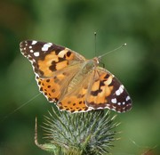 Painted Lady butterfly on a spear thistle
