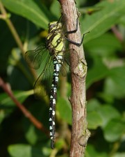 Migrant Hawker Dragonfly perched along a branch