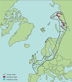 Migration route for dark-bellied brent goose