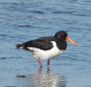 Oystercatcher at Exmouth Duckpond Wildlife Refuge sporting a darvic ring on its right leg
