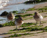 Group of three Sanderling on the sunny shore of Soft Sand Beach at Dawlish Warren