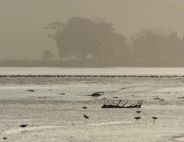 Flocks of waders at the top of the Exe Estuary backlit by the sun