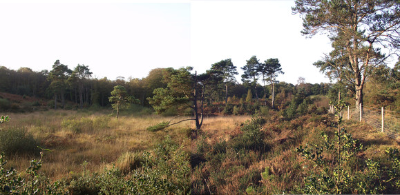 A panorama of Bystock Common