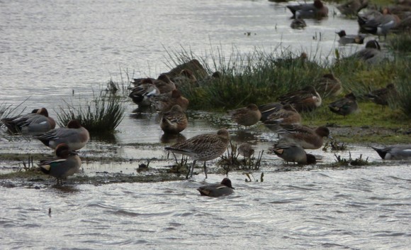 A close up of roosting wildfowl and waders at RSPB Bowling Green Marsh
