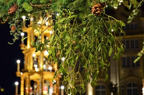 Mistletoe at Christmas