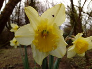 A flowering daffodil with roosting tick on its petal