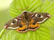 An adult Emperor Moth resting on a freshly unfurled bramble leaf