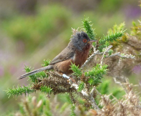 An adult Dartford Warbler perched in gorse on the Pebblebed Heaths 