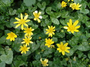 Yellow Lesser Celandine flowers from above against the green backdrop of its foliage