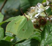 A Brimstone butterfly nectaring on Bramble - an important source of food for pollinators