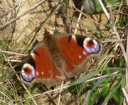 A Peacock butterfly sunning itself showings its fake peacock eyes on its wings