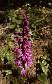 A flowering Early Purple Orchid in SE Devon showing its spike of purple flowers against a woodland backdrop