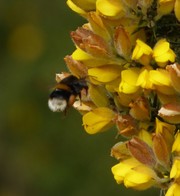 A queen Buff-tailed Bumblebee nectaring at yellow gorse flowers